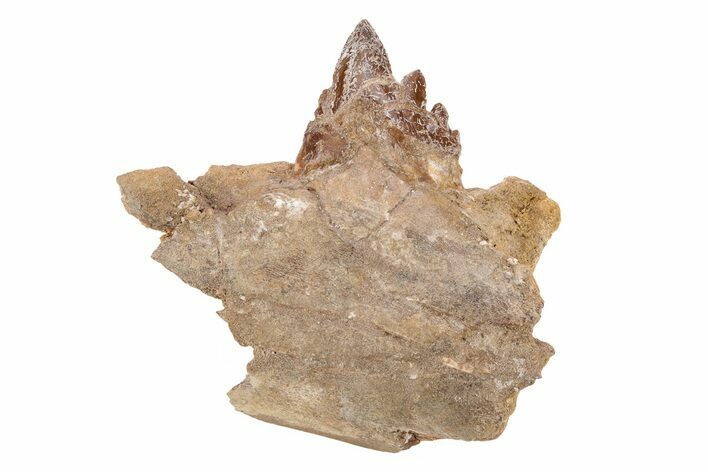 Fossil Primitive Whale (Basilosaur) Jaw Section - Morocco #217823